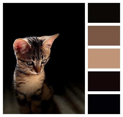 Kitten Phone Wallpaper Pet Image